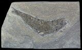 Permian Fossil Fish (Palaeoniscus) - England #49917-1